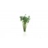 The Field System - Dark Green Prairie Grass (20pcs) The Field System - Dark Green Prairie Grass (20pcs)