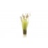 The Field System - Brown Tipped Prairie Grass (20pcs) The Field System - Brown Tipped Prairie Grass (20pcs)