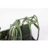 1/24 Supermarine Spitfire Mk.IXc Seatbelts Detail Set for Airfix kits