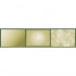 German Dunkel Gelb, Contrast & Desaturation Set (Dunkel Gelb shades for Colour Modulation)