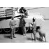 1/35 Modern US Tankmen in Afghanistan "Can we buy one of your sheep for a BBQ?"
