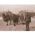 1/35 Bactrian Camel w/Barrow