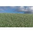 Blooming Poppy Field Grass Mat (Size: 18 x 28 cm)