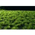 Grass Tufts - Middle Green (Size of Sheet: 18x28cm, Grass: 6mm)