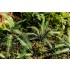 1/35, 1/48 Tropical Fern (3 sheets)