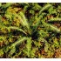 1/35, 1/48 Tropical Fern (3 sheets)