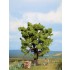 HO / O / TT / N Scale Oak (height: 150mm)