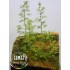 1/35 Simon bamboo - Paper Plant kit