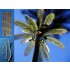 1/48, HO Scale Small Palm Tree (110mm)