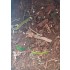 Forest Floor - 125ml Super Detailed Scenic Scatter