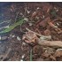 Forest Floor - 125ml Super Detailed Scenic Scatter