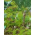 1/48 - 1/35 Jungle Plants Vol.1 (4 different plants)