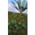 1/48 - 1/35 Jungle Plants Vol.1 (4 different plants)