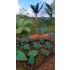 1/48 - 1/35 Jungle Plants Vol.4 (4 different plants)