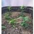 1/35 - 1/16 Plastic Plants - Small Weeds Medium/Light Green