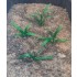 1/35 - 1/16 Plastic Plants - Small Weeds Dark Green