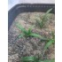 1/35 - 1/16 Plastic Plants - Small Weeds Dark Green