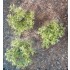 1/35 - 1/16 Plastic Plants - Wild Bushes Light Green (15pcs)