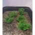 1/35 - 1/16 Plastic Plants - Wild Bushes Dark Green (15pcs)