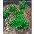 1/35 - 1/16 Plastic Plants - Wild Bushes Dark Green (15pcs)