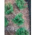 1/35 - 1/16 Plastic Plants - Wild Bushes Dark Green (15pcs)