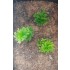1/35 - 1/16 Plastic Plants - Wild Bushes Spring Green