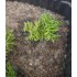 1/35 - 1/16 Plastic Plants - Wild Bushes Medium/Dark Green (15pcs)