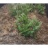 1/35 - 1/16 Plastic Plants - Wild Bushes Dark Green (10pcs)