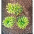 1/35 - 1/16 Plastic Plants - Tall Bushes Medium/Light Green (8pcs)