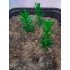 1/35 - 1/16 Plastic Plants - Tall Bushes Faded Green (10pcs)