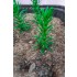 1/35 - 1/16 Plastic Plants - Tall Bushes Faded Green (10pcs)
