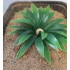 1/35 - 1/16 Plastic Plants - Large Desert Plant (4pcs)