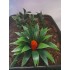 1/35 - 1/16 Plastic Plants - Jungle Plant Set #3 (11pcs, 2 types)