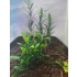 1/35 - 1/16 Plastic Plants - Jungle Plant Set #4 (7pcs, 2 types)