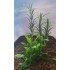 1/35 - 1/16 Plastic Plants - Jungle Plant Set #4 (7pcs, 2 types)