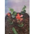 1/35 - 1/16 Plastic Plants - Jungle Plant Set #5 (10pcs, 2 types)