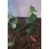 1/35 - 1/16 Plastic Plants - Jungle Plant Set #5 (10pcs, 2 types)
