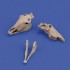 1/35 Horse Skulls