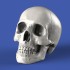 90mm Scale Skulls (4pcs)