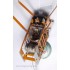 1/32 WWI Sopwith F.1 Camel "BR.1" Biplane Fighter 1917-1919