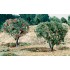 Ground Cover/Tree Foliage - Landscape Accents #Fruit Apples and Oranges (2 bags)