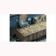 1/45 1/50 Sugar Beets (150g)
