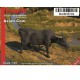 1/35 Asian Cow