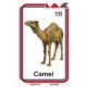 1/35 Camel