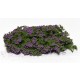 Fine Bushes Flowering Shrubs - Lilac