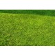 Meadow Grass Mat - High Grown Spring (Size: 18 x 28 cm)