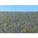 Agro Line Blooming Flax Field (18x28 cm)