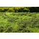 [Premium Line] Grass Mat - Low Bushes, Spring (Size: 18x28cm / 7"x11")