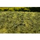 Low Bushes Grass Mat - Late Summer Mini Pack (Size: 13 x 17 cm)