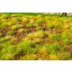 Minipack Steppe Unwatered Late Summer